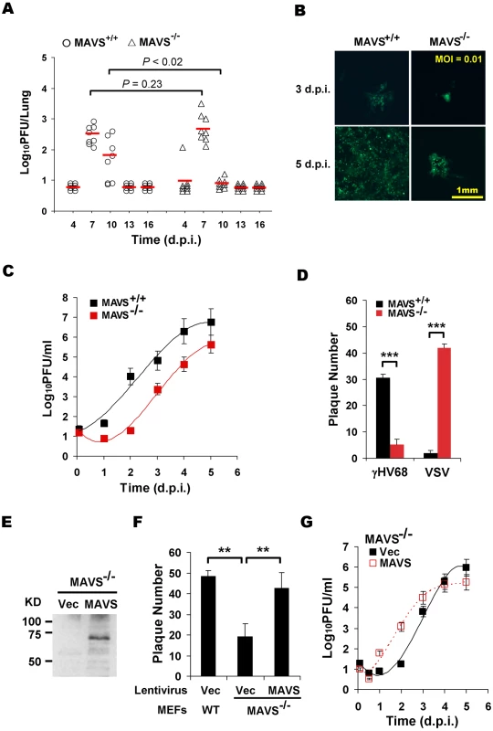 MAVS deficiency reduces γHV68 lytic replication.