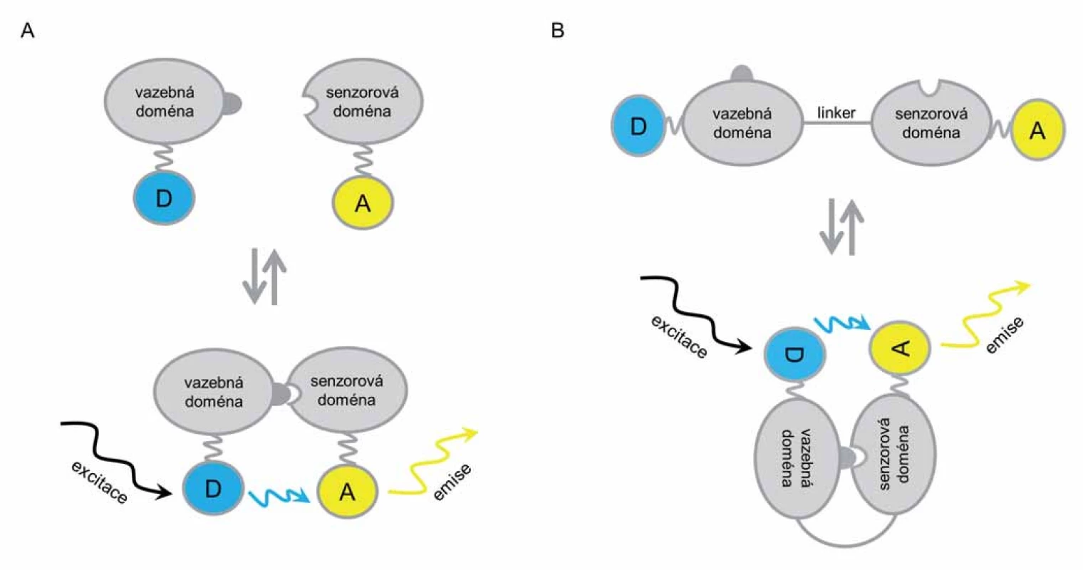 Dva typy biosenzorů: intermolekulární (A) a itramolekulární (B) a schéma jejich přenosu energie.