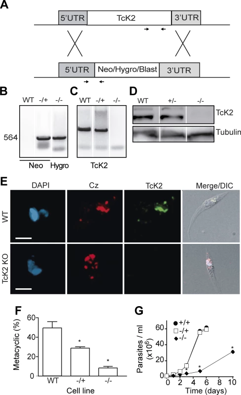 TcK2-KO cells are impaired in cellular differentiation and display reduced growth.
