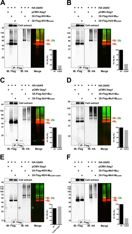 Biochemical analysis of <i>Paramyxovirinae</i> matrix ubiquitination regulated by a lysine within the NLS<sub>bp</sub>.