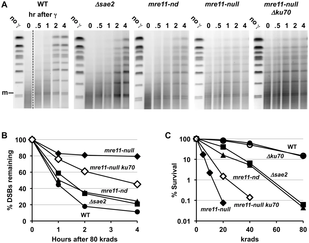 Impact of Δ<i>sae2</i> and <i>mre11-nd</i> mutations on repair of IR-induced DSBs.