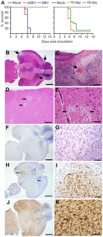 Neuropathology of SBV infection in mice inoculated intracerebrally.