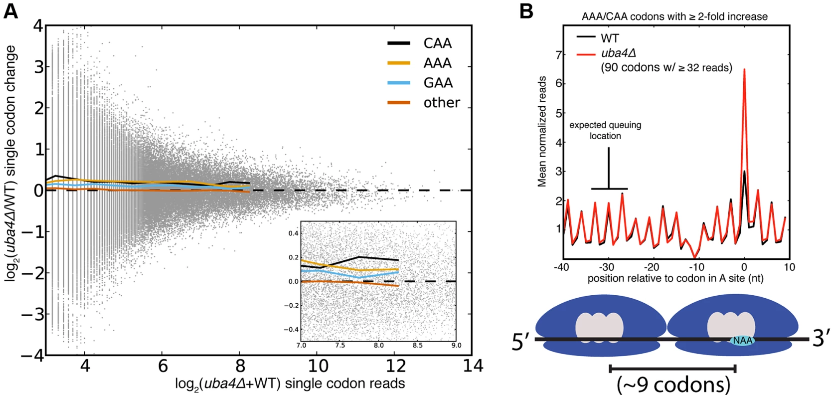 Single codon occupancy changes may be insufficient to affect protein output.