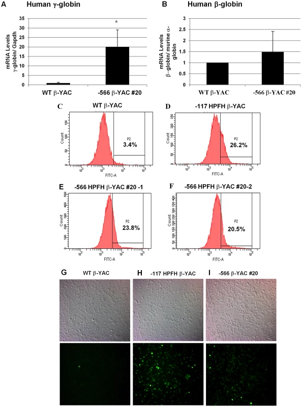 Human β-like globin expression in adult −566 <sup>A</sup>γ-globin HPFH β-YAC transgenic mice.