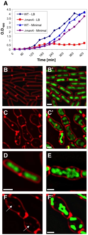 ManA is required for rod shape maintenance and proper chromosome segregation.