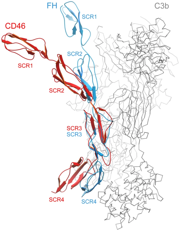 Comparison of CD46-4D with the structure of the N-terminal four repeats of FH.
