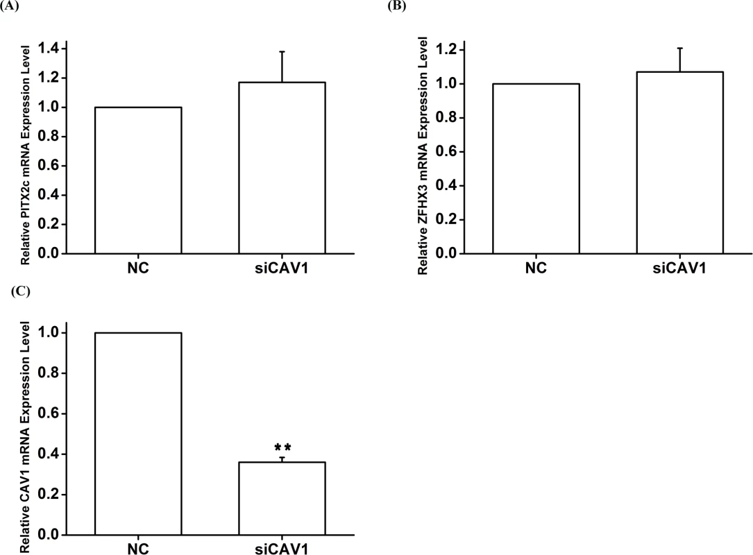 The <i>CAV1</i> gene does not affect expression of <i>PITX2c</i> or <i>ZFHX3</i>.