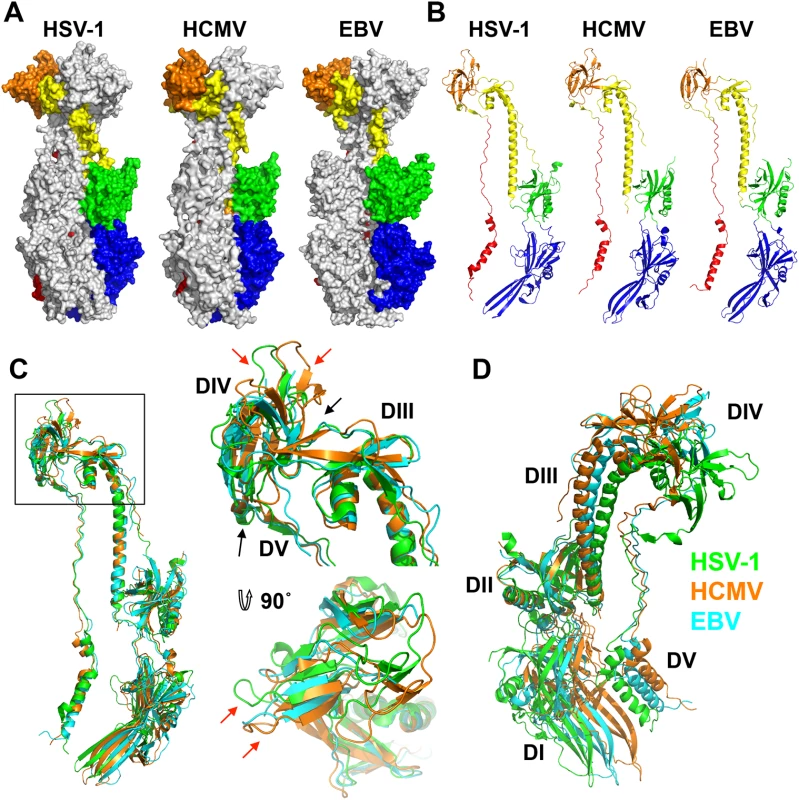 Structures of HCMV, HSV-1, and EBV gB ectodomains.