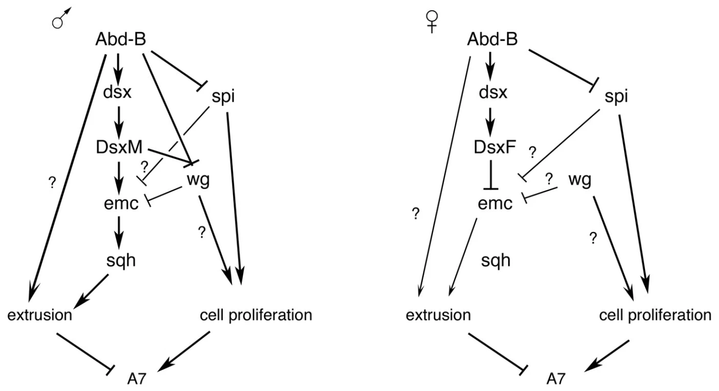 Schemes of genetic regulation in male and female A7.