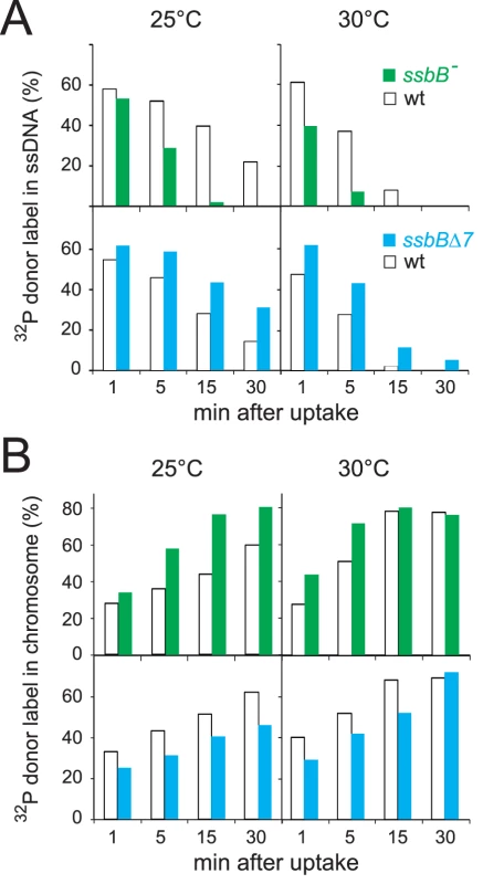 Fate of internalized ssDNA at 25°C and 30°C in wildtype and <i>ssbB</i> mutant cells.