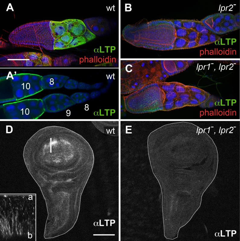 The lipophorin receptors are required for LTP accumulation in ovaries and imaginal discs.