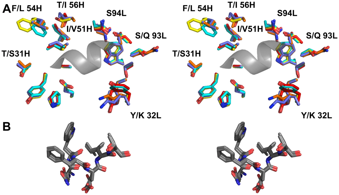 The epitope binding site is conserved between 4E10 and its GEPs.