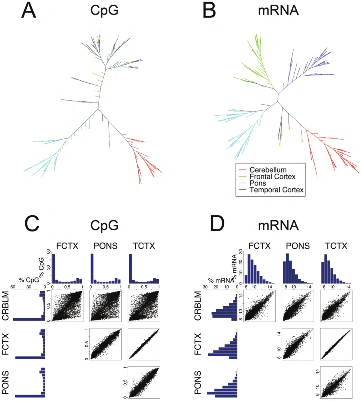 Analysis of CpG methylation and mRNA measures across four human brain regions.