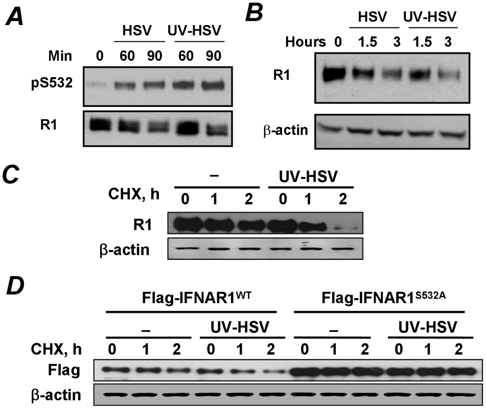 Phosphorylation, downregulation and degradation of IFNAR1 can be stimulated by inactivated HSV.