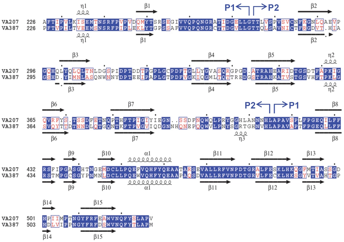 Structure-based sequence alignment between VA207 and VA387 P domains.