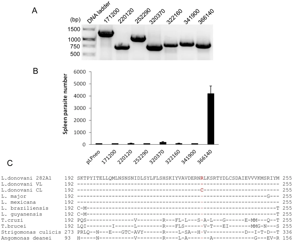 Expression of VL-SL <i>Rag C</i> gene (366149) in the CL-SL isolate increased its survival in the spleen.