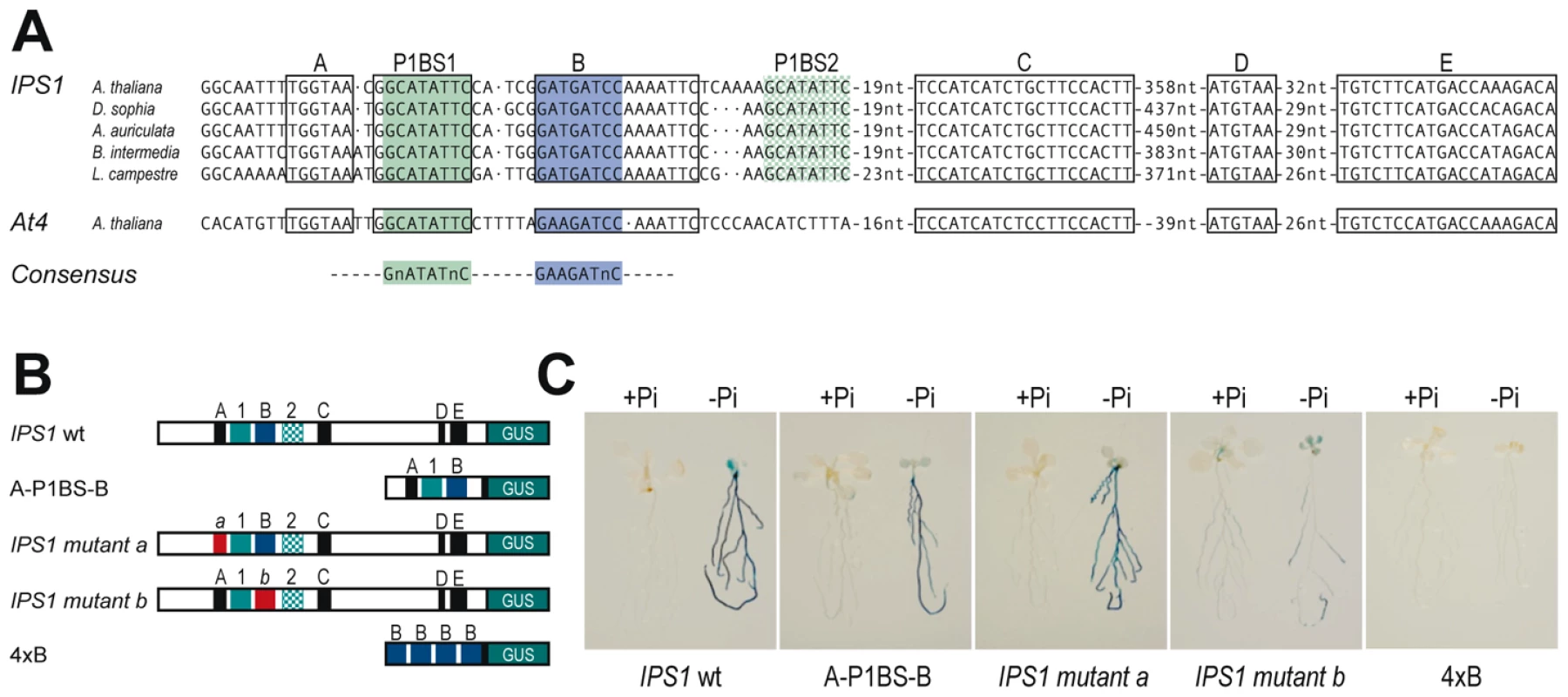 Phylogenetic footprinting and mutational analysis of the <i>IPS1</i> promoter.