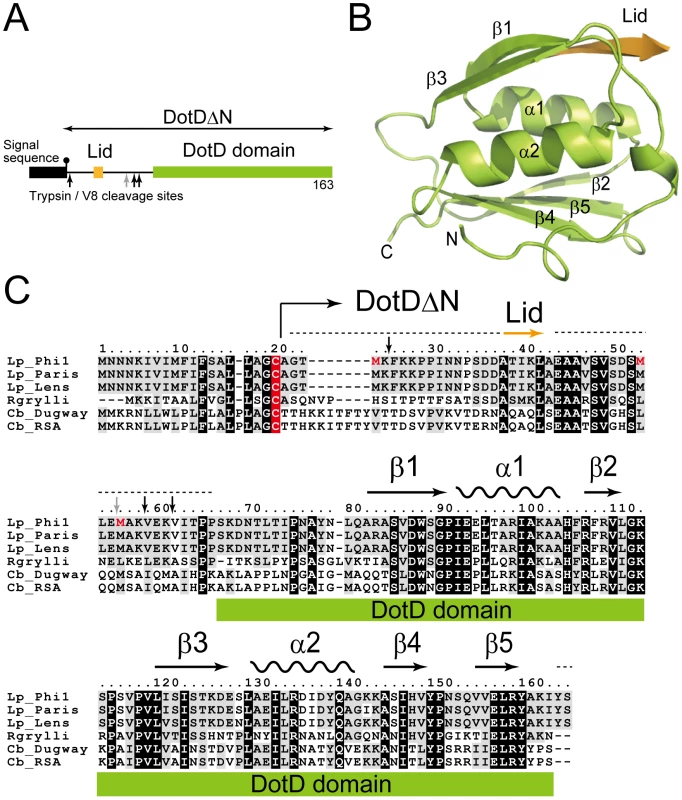 Structure of DotDΔN.