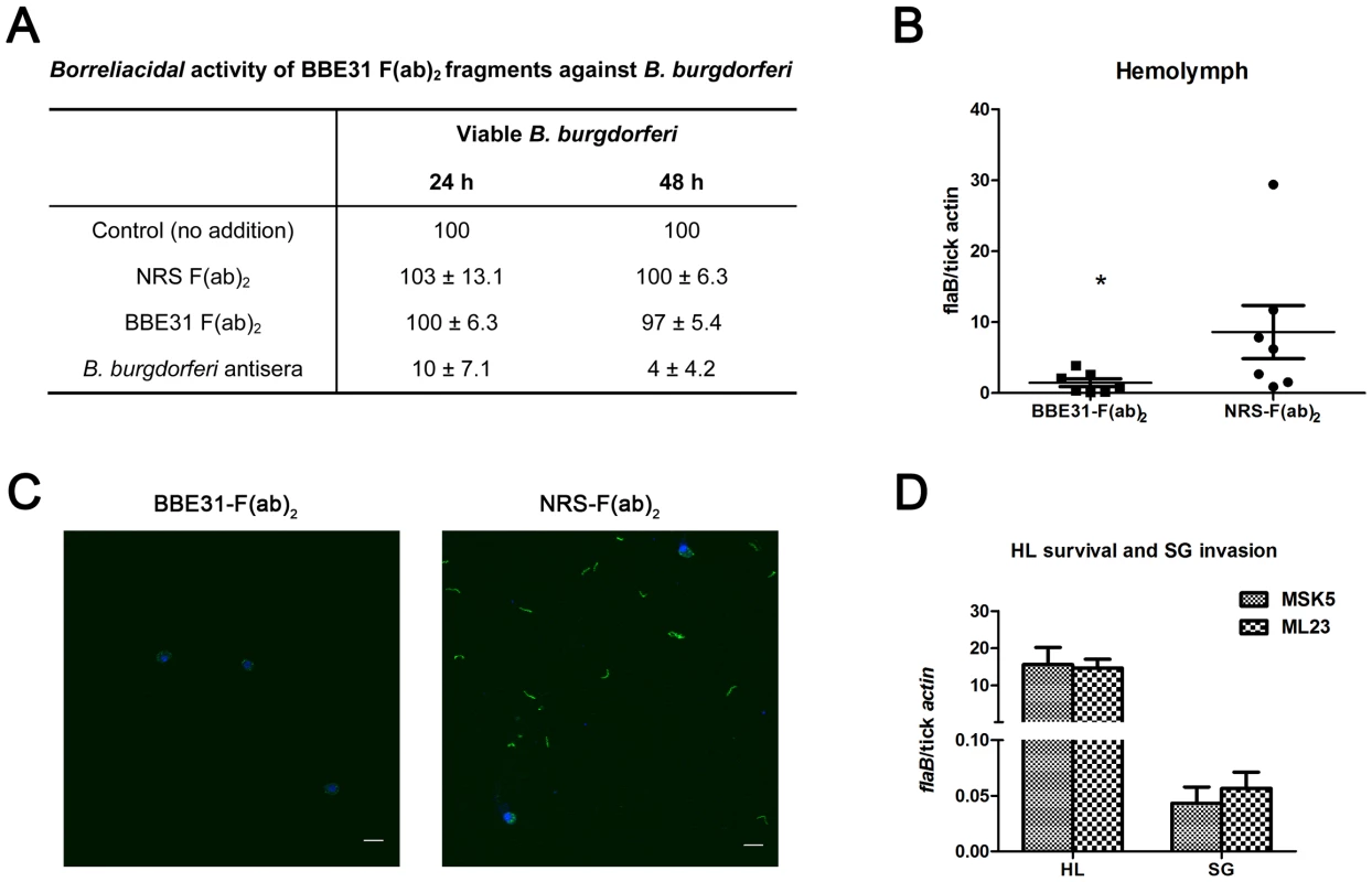 F(ab)<sub>2</sub> fragments of anti-BBE31 IgG interfere with <i>B.burgdorferi</i> migration from <i>I.scapularis</i> gut into hemolymph.