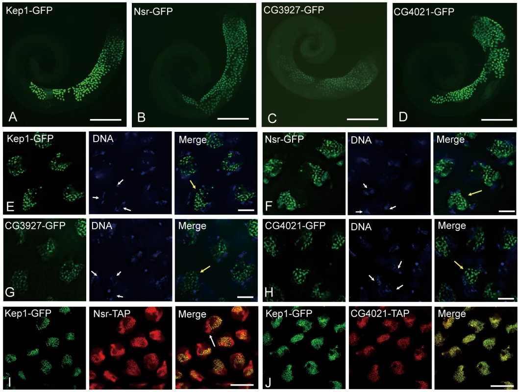 Expression analysis of <i>kep1</i> family proteins by GFP transgene in <i>D. melanogaster</i>.