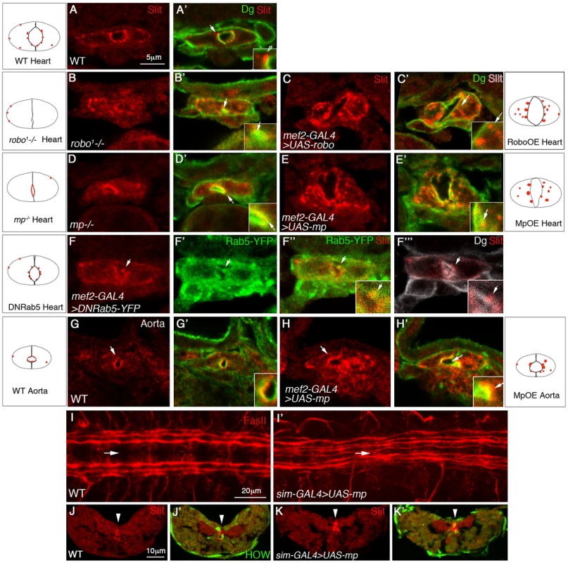 Mp enhances Slit/Robo activity in the heart lumen and modulates Slit distribution in the central nervous system.