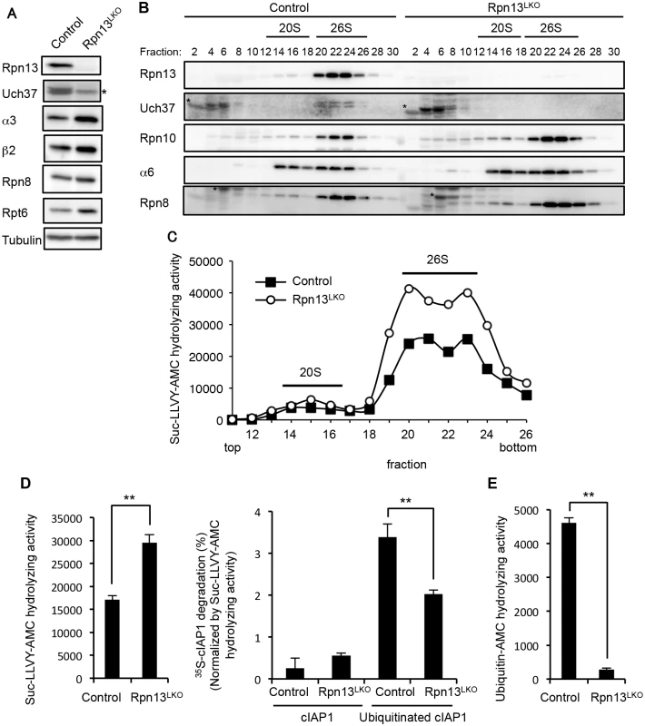 Rpn13 deficiency in the liver impairs degradation of ubiquitinated proteins.