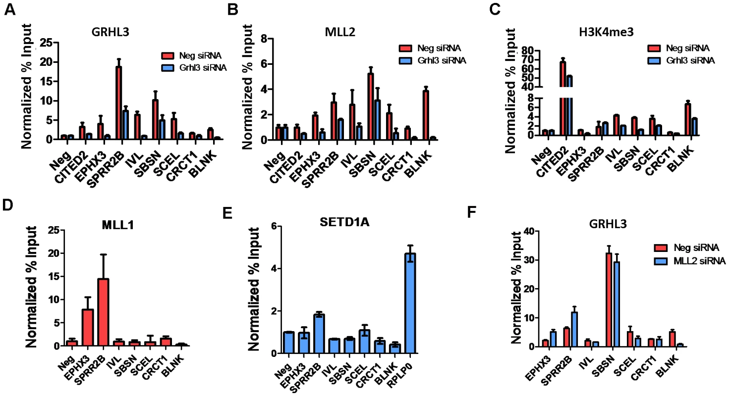MLL2, MLL1, and GRHL3 co-occupy human epidermal keratinocyte differentiation genes.
