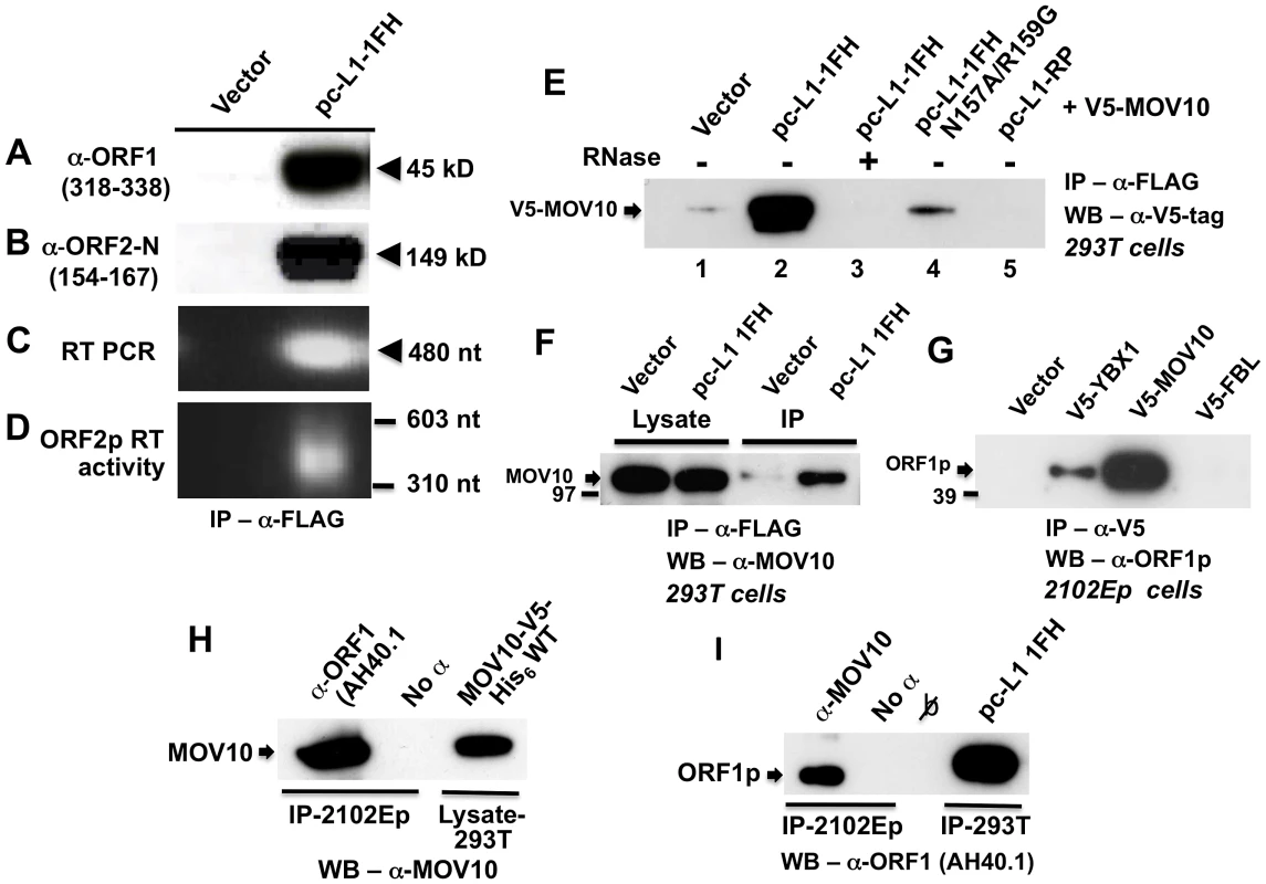 Construct pc-L1-1FH successfully immunoprecipitates basal L1 RNP complexes (ORF1p, ORF2p, and L1 RNA) from 293T cell lysates following α-FLAG purification.