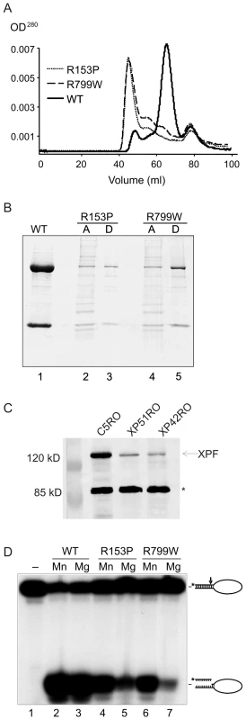 Biochemical characterization of XPF<sup>R153P</sup>-ERCC1 and XPF<sup>R799W</sup>-ERCC1 mutants.