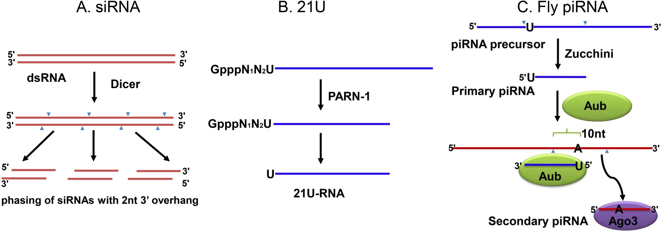 The biogenesis of siRNAs and piRNAs.