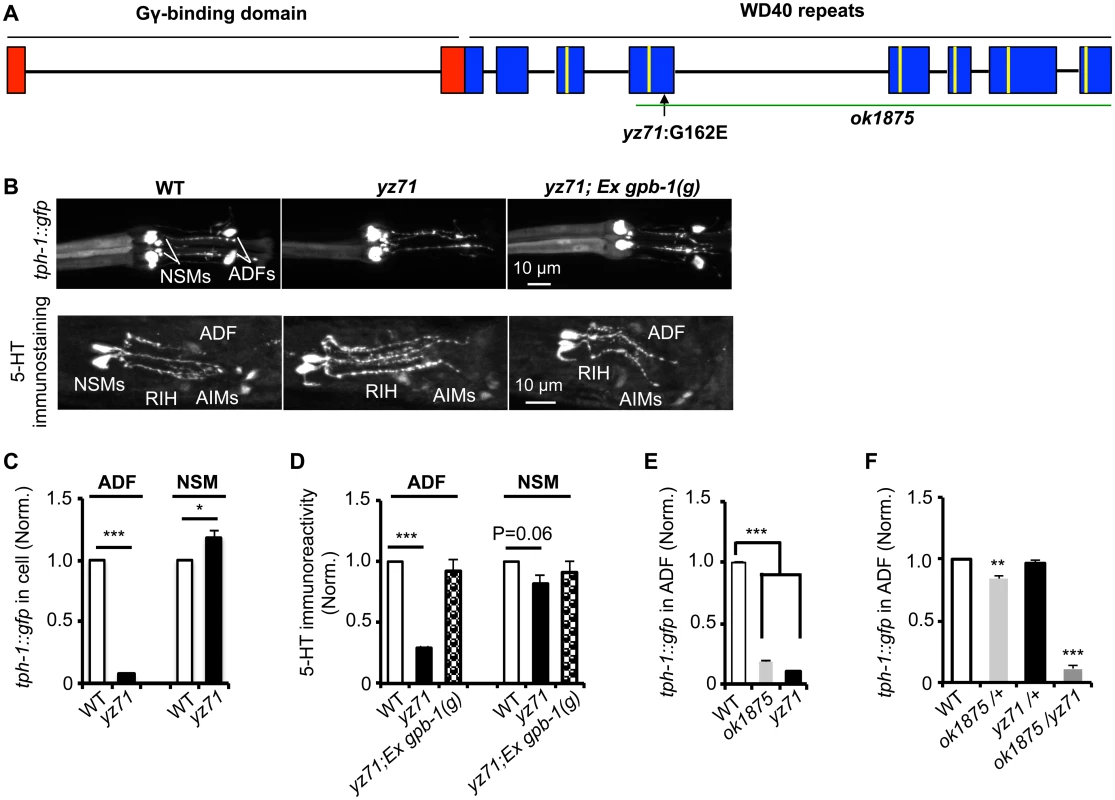 <i>gpb-1</i> deficient mutants specifically diminish 5-HT synthesis in ADF neurons.