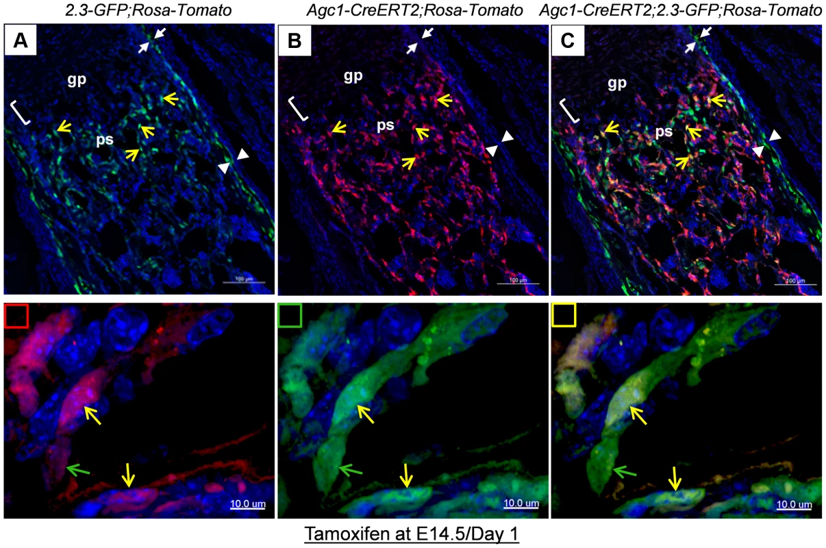Cellular colocalization of the chondrocyte-derived tomato marker and the osteoblast-specific 2.3Col1-GFP marker in femurs of tamoxifen treated <i>Agc1-CreERT2;2.3Col1-GFP;ROSA-tdTomato</i> triple transgenic mice.