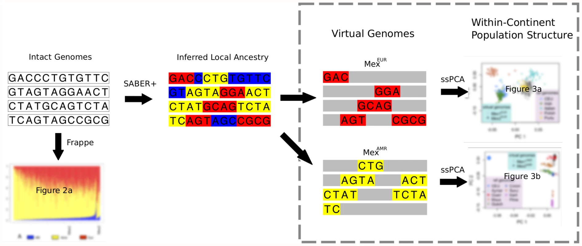 Schematic describing the analytic framework for characterizing continental-level and within-continent populations structure in an admixed population.