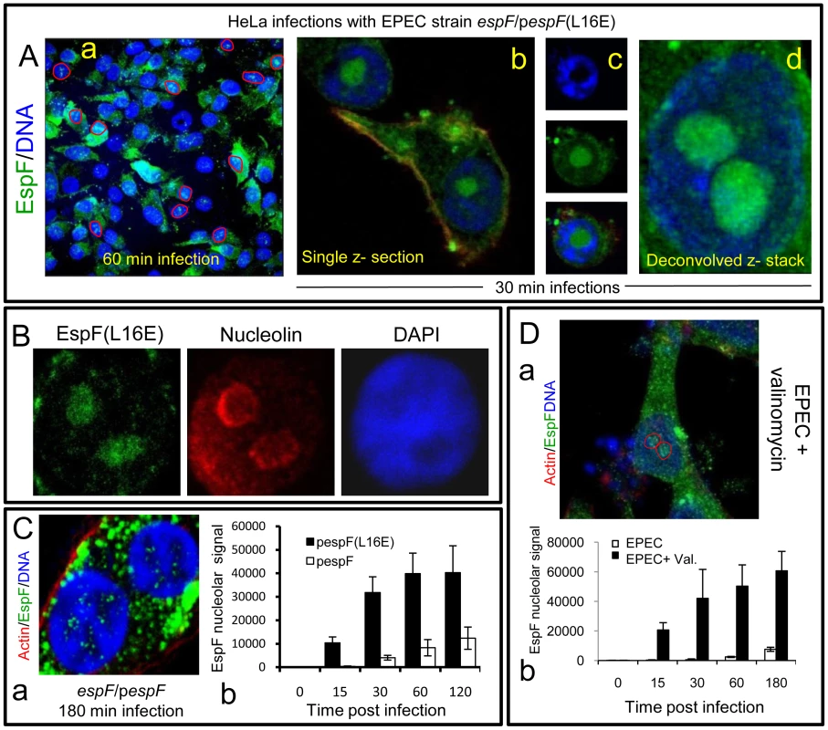 EspF nucleolar targeting is regulated by mitochondrial activity.