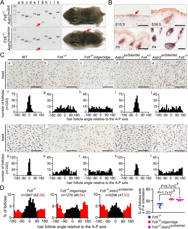 Targeted deletion of <i>Astn2</i> exon 5 and quantitative analysis of hair follicle orientations in early postnatal back skins.