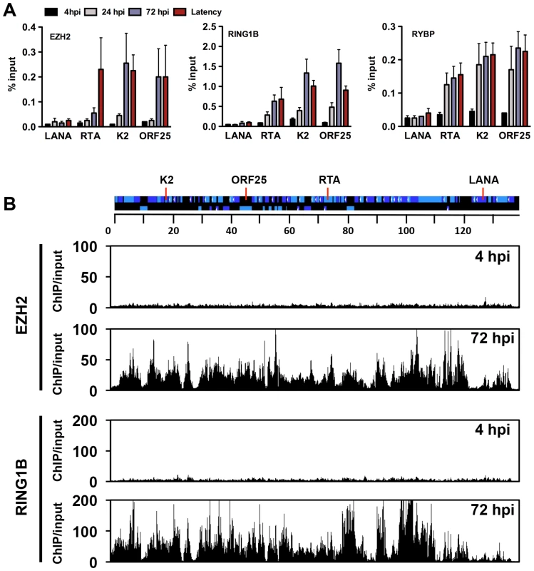 Recruitment of components of the PRC2 and PRC1 complexes onto the KSHV genome during <i>de novo</i> infection.