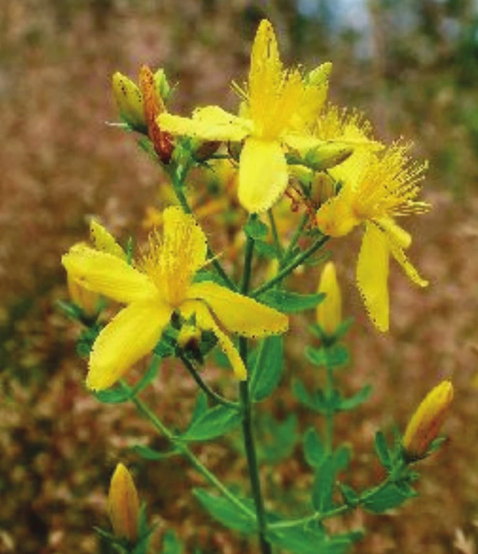 Hypericeae (Hypericum perforatum)