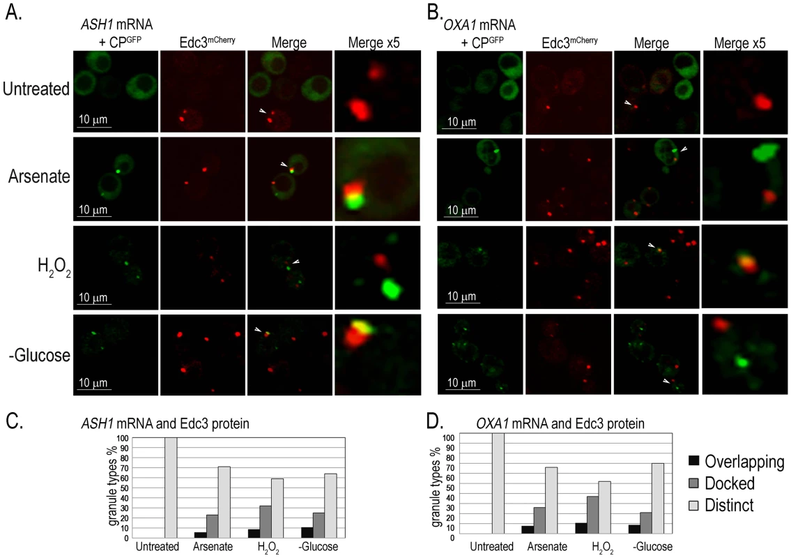 <i>ASH1</i> and <i>OXA1</i> mRNA granules interact with PBs.