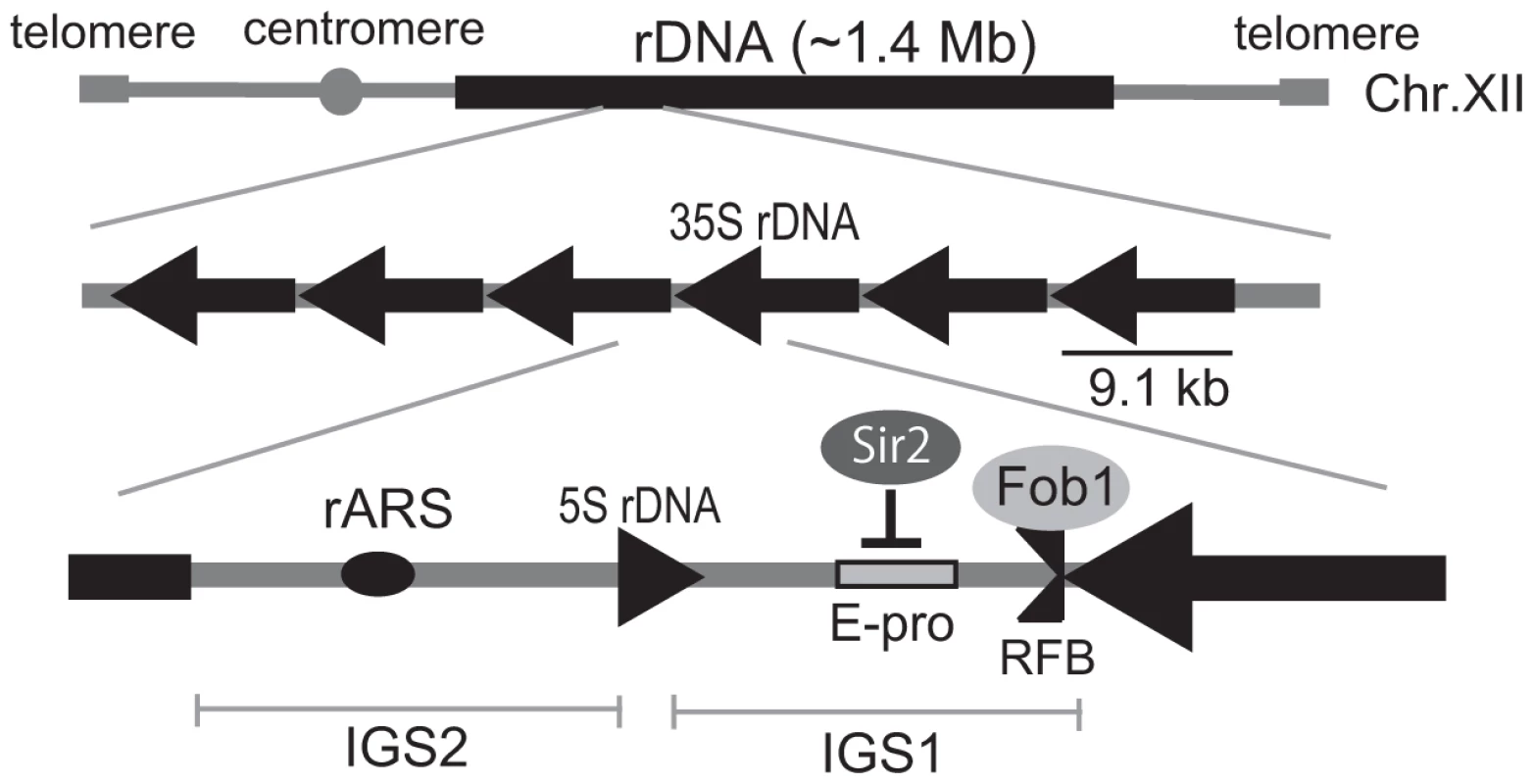 Structure of rDNA region in budding yeast.