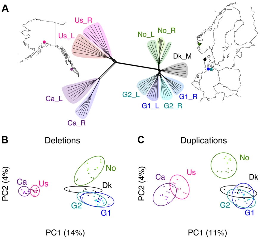 Phylogenomic relationships among samples.