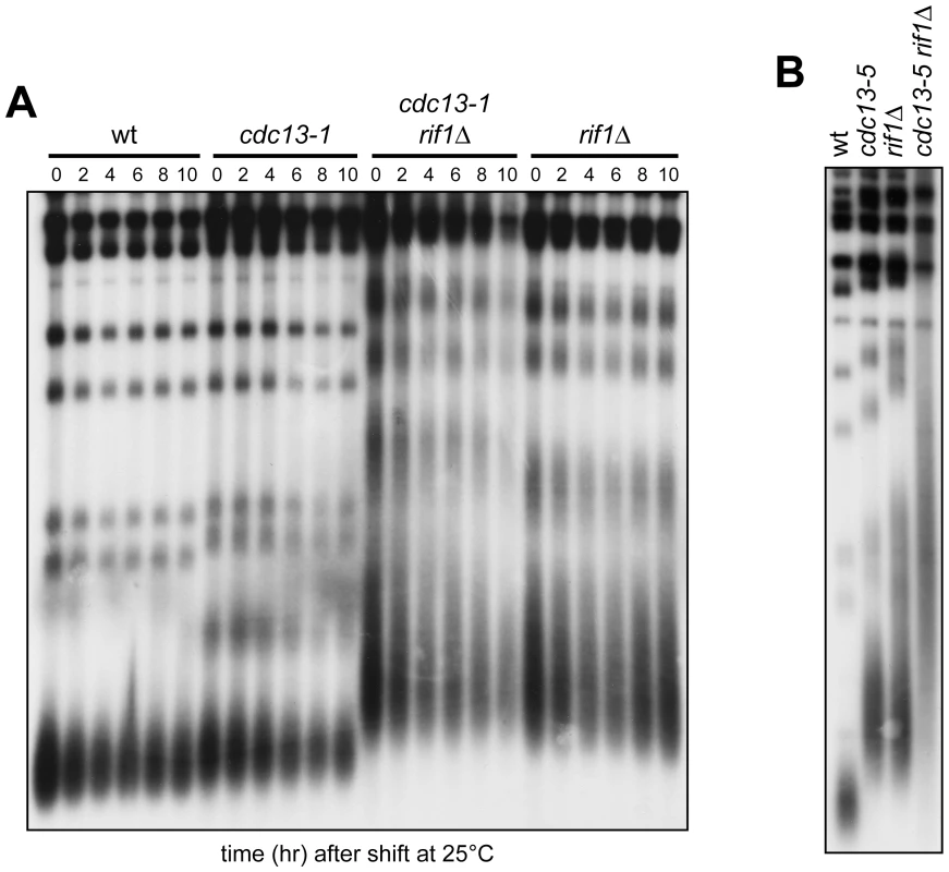 Native telomere length in <i>cdc13 rif1</i>Δ cells.