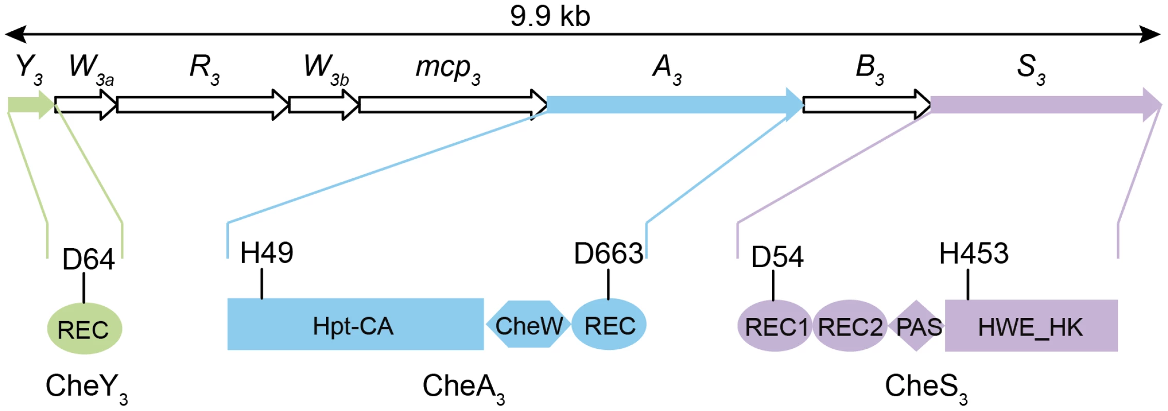 Gene arrangement of the <i>R. centenum che<sub>3</sub></i> cluster and domain organizations of CheA<sub>3</sub>, CheS<sub>3</sub>, and CheY<sub>3</sub>.