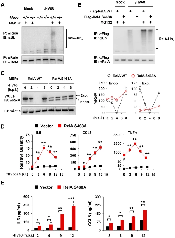 RelA phosphorylation at Serine 468 is critical for γHV68-induced RelA degradation.