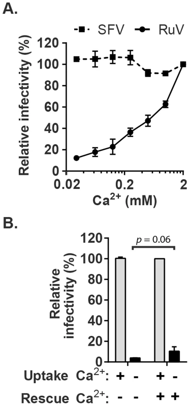 Effect of Ca<sup>2+</sup> on RuV infection.