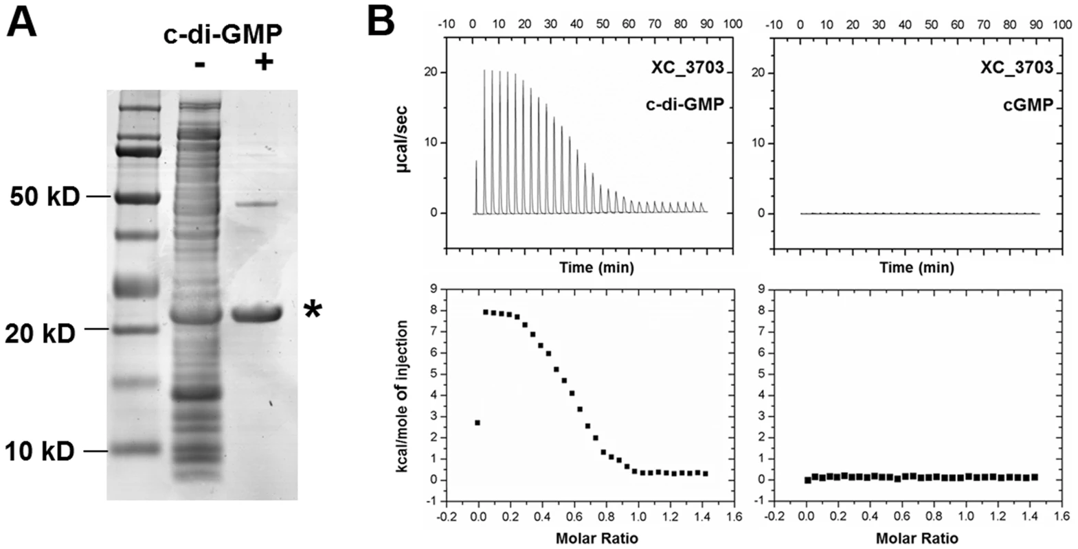 Identification of <i>Xanthomonas campestris</i> XC_3703 as a cyclic di-GMP- binding protein.