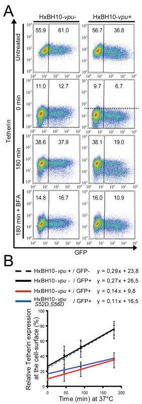 Vpu affects Tetherin trafficking to the cell surface.