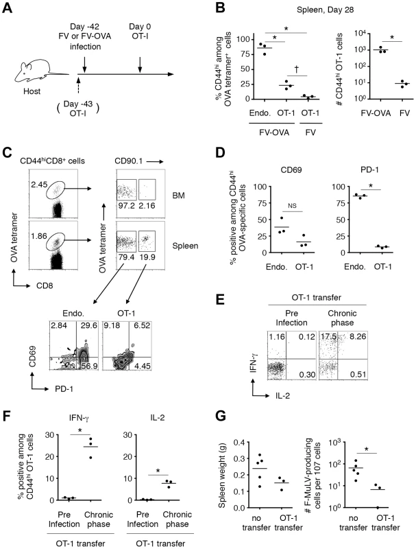 FV-specific CD8<sup>+</sup> T cells can differentiate into functional memory CD8<sup>+</sup> T cells if recruited during the chronic phase of infection.