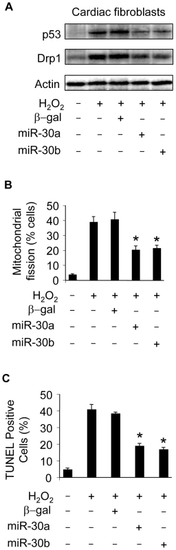 miR-30 can influence mitochondrial fission and apoptosis in cardiac fibroblasts.