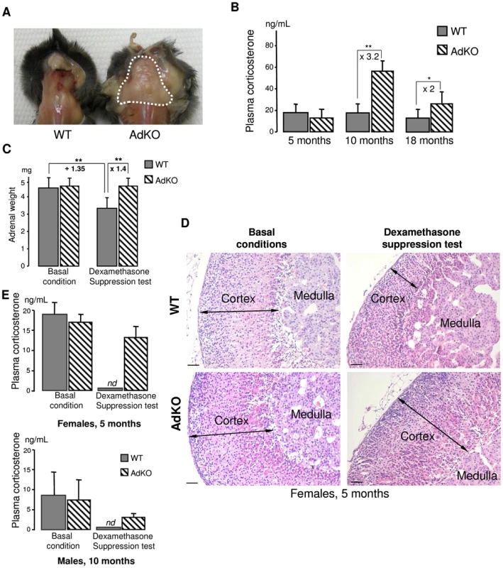 AdKO mice exhibited an age-dependent, dexamethasone-resistant increase in plasma corticosterone.