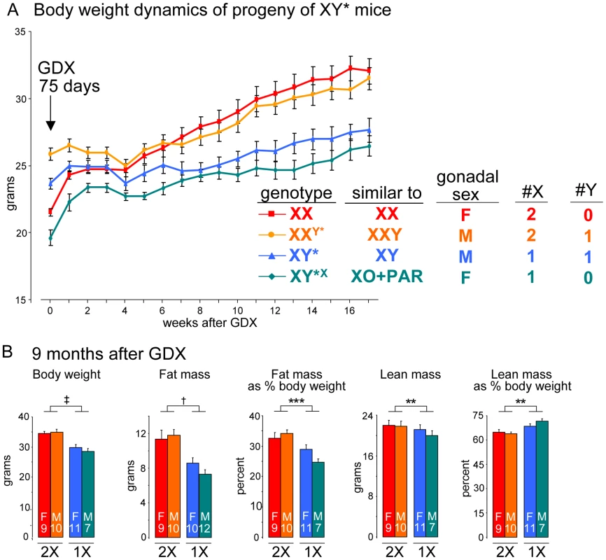 The number of X chromosomes determines differences in body weight and adiposity.